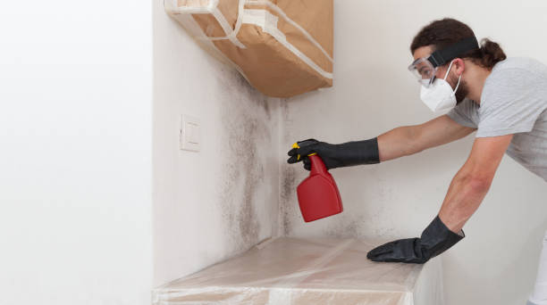 Professional Attic Mold Remediation technician working in Fennville, MI