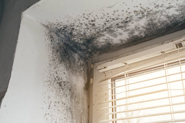 Affordable Attic Mold Remediation solutions in Fennville, MI